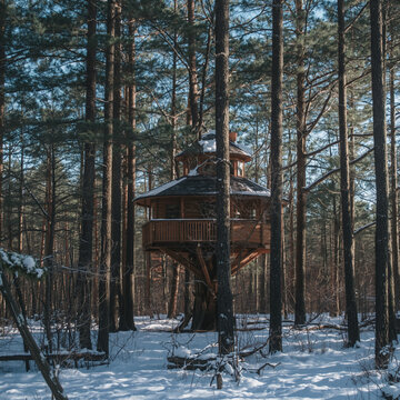 Wooden house in a pine forest