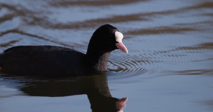 Slow motion close up of Eurasian coot diving into lake water, creating rhythmic circular ripples on the surface