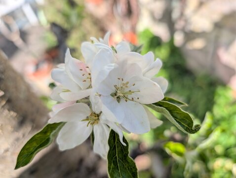 Apfelbl&uuml;te, Apfelbaum, Bl&uuml;te, Obstbaumbl&uuml;te