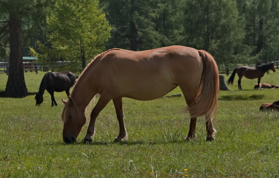 Russia. Western Sayan. The Republic of Buryatia. A small herd of horses grazes peacefully in a lush pasture near a Buddhist datsan near the village of Orlik.