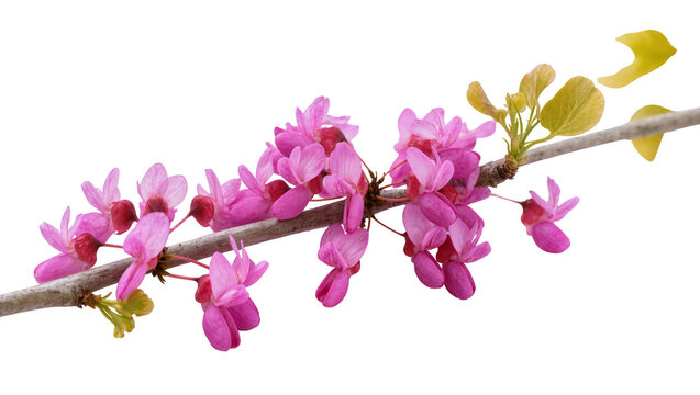 Isolated vibrant pink redbud tree blossoms and young green leaves on a bare branch