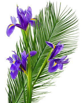 Bright purple flowers are placed next to long green leaves. The flowers have delicate petals and create a lively look. This arrangement is ideal for decoration and showcases nature's beauty.