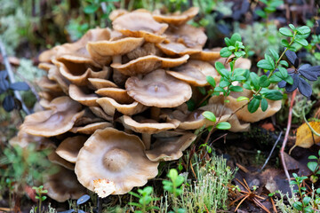 Fototapeta premium Armillaria mellea on an old stump, close-up