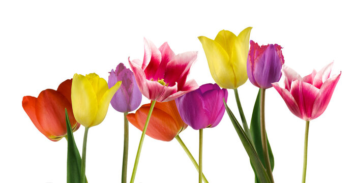 Tulips in various colors like red, yellow, pink, and purple are standing upright. They have different shapes and sizes, all placed against a plain white background for a bright look.