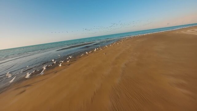 A beautiful FPV view of  flamingos flying over the Persian gulf - southern Iran 