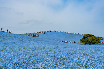 Naklejka premium 青空と茨城の国営ひたち海浜公園のネモフィラ 日本の風景