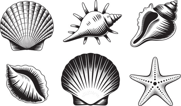 black and white illustration of various seashells and starfish