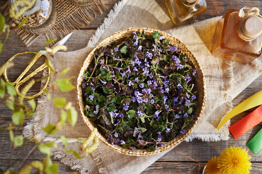 Fresh ground-ivy flowers in a basket. Wild edible plant harvested in spring.