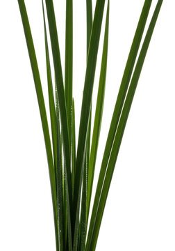 hyperdetailed, ultra-macro shot of deep emerald green phragmites reeds and saccharum grass with dew drops and glossy texture, isolated on transparent copy space. concept of maximal natural vitality