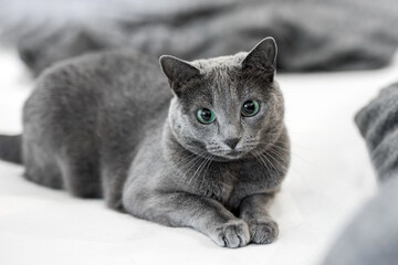  Russian Blue cat lying on white bed, alert expression © Esther
