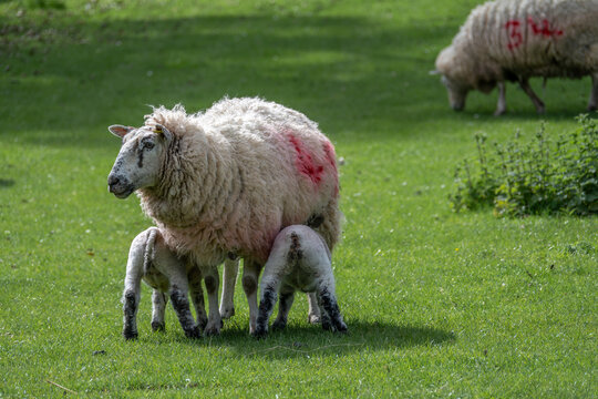 lambs feeding from sheep ewe
