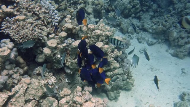 Large school of colorful tropical fish swimming in clear turquoise water of the Red Sea in Egypt