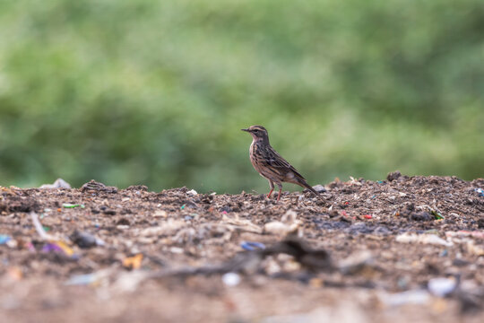 Rosy pipit (Anthus roseatus) at Dumping Ground, Guwahati, Assam, India