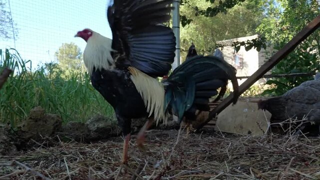 Free range chickens and a rooster pecking at seeds in a rustic organic farm coop, traditional poultry farming and animal welfare concept.