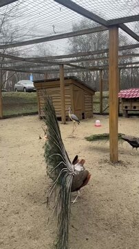 The peacock has spread its colorful feathers and is courting the peahen.