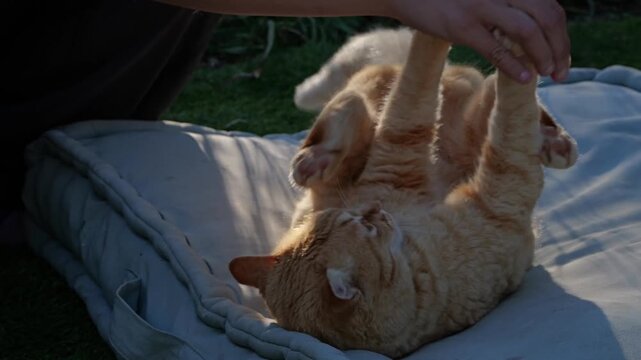 Playful ginger cat lying on its back on a mat outdoors, interacting with a person's hand. Cute domestic pet enjoying sunny garden time. Ideal for animal behavior and pet care content.