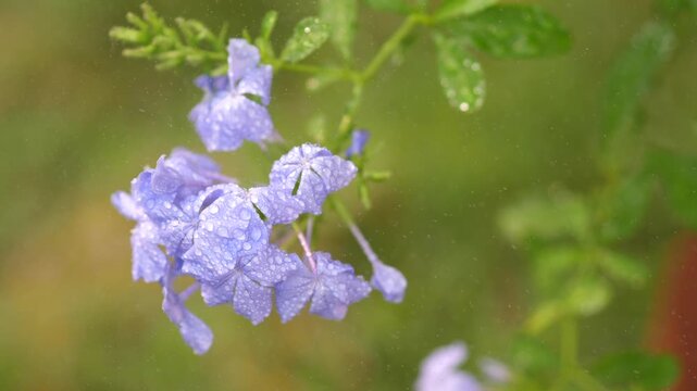 Close-up of beautiful light blue Cape Leadwort flowers (Plumbago auriculata) blooming among green leaves, serene nature and botanical aesthetic concept