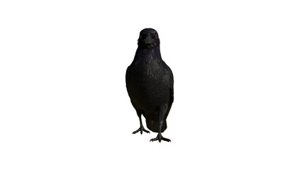 Fototapeta premium Front View Black Crow Isolated on Transparent Background – Detailed Bird Cutout