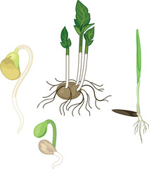 Fototapeta premium Seedling and sprout growth set: Bean, Cereal, Citrus and Potato. Vector illustration of seed germination and young plants isolated on white