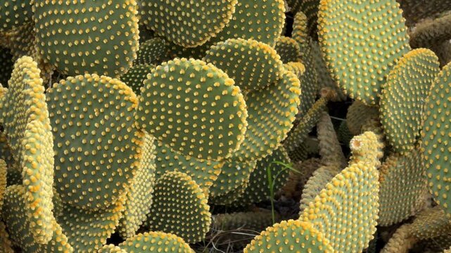 Cactus opuntia with flat green pads and yellow spines, great for desert-themed backgrounds