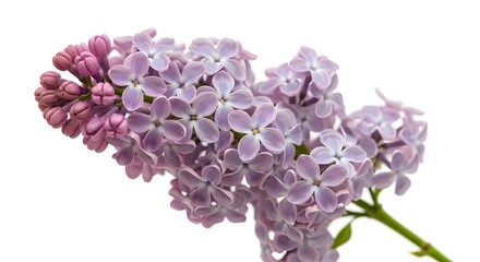 Fototapeta premium Close up of a lilac flower bloom with delicate petals