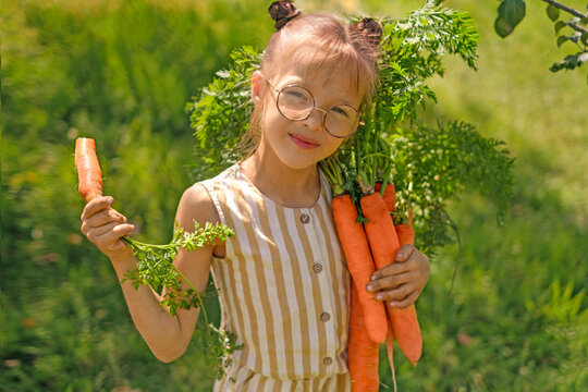 A girl with glasses holds an armful of ripe large carrots picked in a vegetable garden. A dirty child has a vegetable picked from the Bed. Autumn harvest