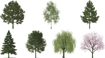 Realistic Detailed Tree Species Set Oak Pine Birch Willow Cherry Blossom Vector Collection © MdNipon