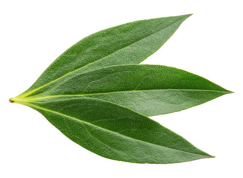 Green leaves of mousehole tree isolated on a white background, showcasing fresh natural foliage with detailed texture.