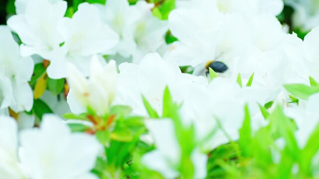 花の蜜を求めて飛び回るキムネクマバチ