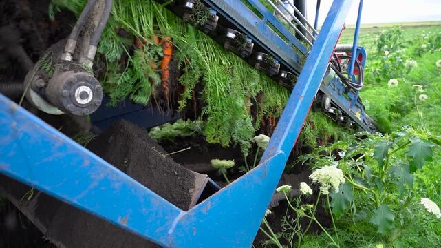 Tracking Shot of Carrot Harvester Extracting Vegetables onto Conveyor Belt. The footage captures the vibrant green tops and orange roots being pulled into the conveyor system. Smart Agriculture.