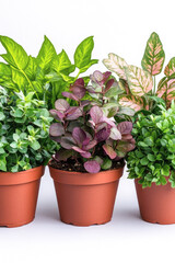 Obraz premium A row of potted plants on a white surface, ideal for interior design or lifestyle shoots vertical frame