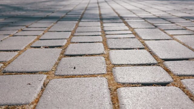 Gray paving stones stretch into the distance along a sunlit pedestrian walkway. The close-up perspective features a shallow depth of field highlighting the rough texture and moss.