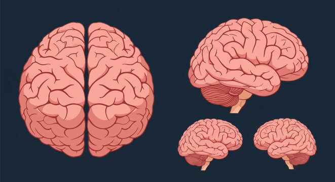 Anatomical set of human brain illustrations including superior top view of both hemispheres and lateral side views showing the cerebral cortex, gyri, sulci, and cerebellum.