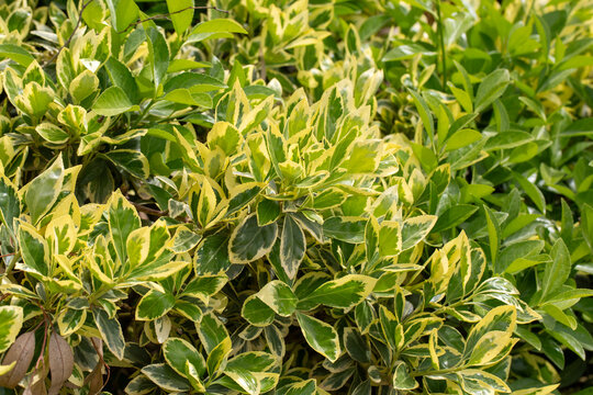 Vibrant Variegated Foliage of Euonymus Japonicus (Japanese Spindle) Shrub in Spring