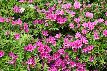Fototapeta premium 鮮やかなピンクと緑のコントラスト、植物のパターン素材
