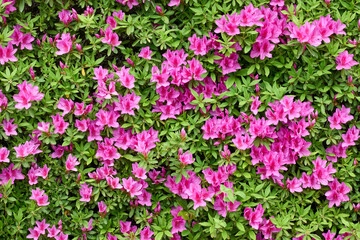 Fototapeta premium 鮮やかなピンクと緑のコントラスト、植物のパターン素材
