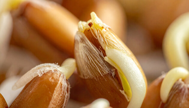 Germinating wheat seeds close up