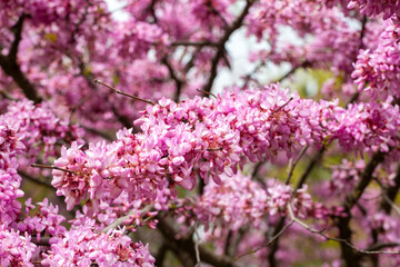 Obraz premium Vibrant Pink Flowers of Cercis Siliquastrum (Judas Tree) Blooming in Spring