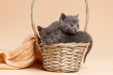 baby kittens © aaali