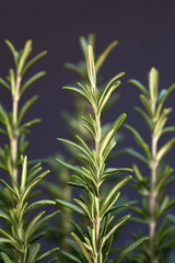 Obraz premium A cluster of fragrant rosemary plants in focus, great for herbal or botanical-themed projects vertical frame