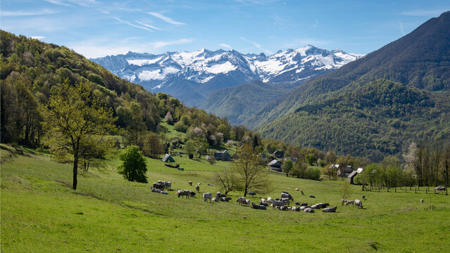 Mountain landscape with cows in the foreground and snow-capped mountains in the background. Ariege Pyrenees France