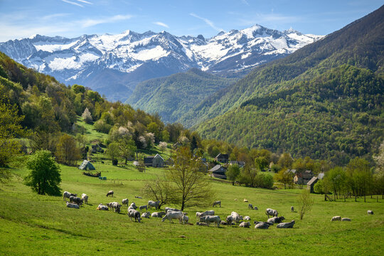 Herd of cows grazing in the mountain meadow with Snow-capped peaks in the background. Ari&egrave;ge, Pyrenees, France