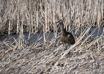 Fototapeta premium Sandhill Crane in the Marsh