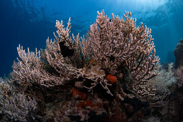 coral reef, gorgonian coral formations with sun rays behind, philippines © Dindo Bibera Nueza 