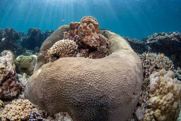 boulder corals encapsulating small corals © Dindo Bibera Nueza 