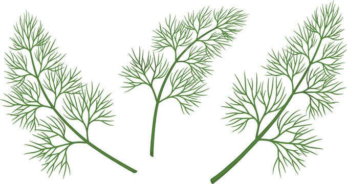 Fresh Dill Herb Sprigs Vector Illustration Featuring Green Aromatic Leaves for Cooking Garnish Organic Food Design and Natural Ingredient Concepts