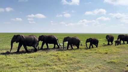 Fototapeta premium famille d'éléphants passage vidéo 4K