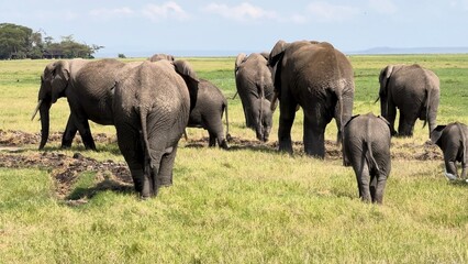 Fototapeta premium troupeau d'éléphants de dos vidéo 4K