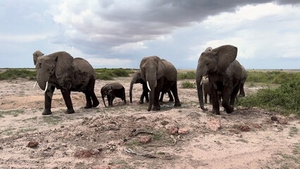 Fototapeta premium Arrivée d'éléphants vidéo 4K