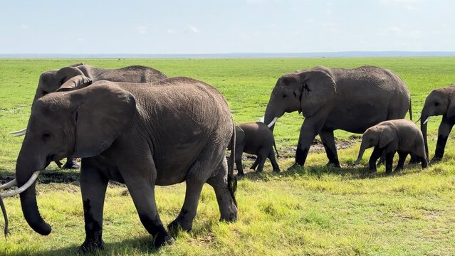 troupeau d'&eacute;l&eacute;phants dans le marais vid&eacute;o 4K